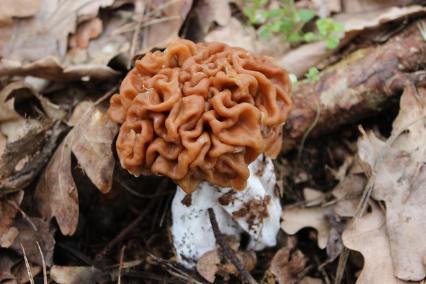 ušiak obrovský Gyromitra gigas (Krombh.) Cooke