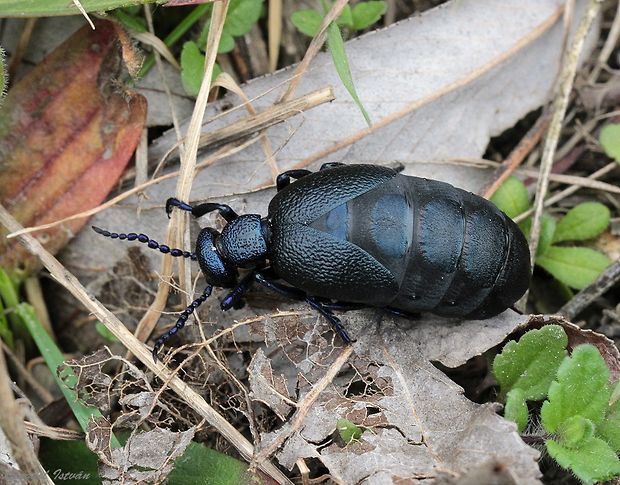 májka obyčajná Meloe proscarabaeus