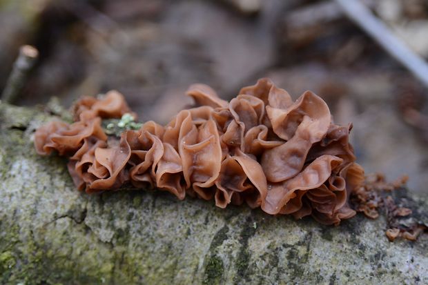 rôsolovka lupeňovitá Phaeotremella foliacea (Pers.) Wedin, J.C. Zamora & Millanes