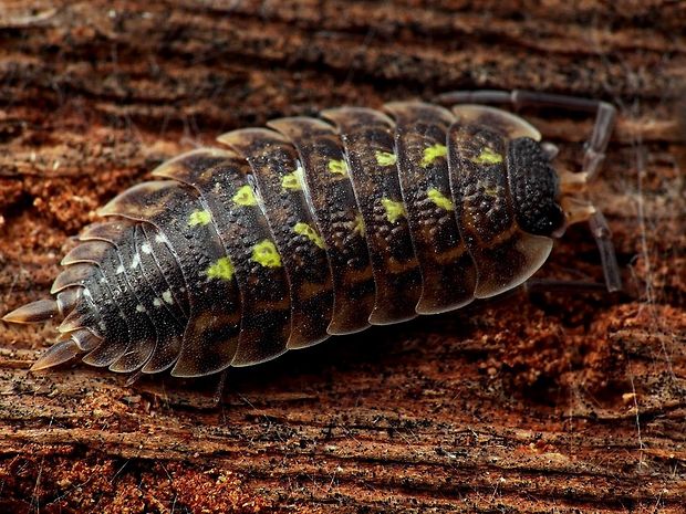 žižiavka (sk) / stínka skvrnitá (cz) Porcellio spinicornis Say, 1818