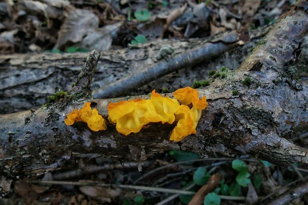 rôsolovka zlatožltá Tremella mesenterica Retz.