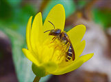 včielka pásikavá