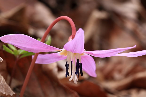 kandik psí Erythronium dens-canis L.