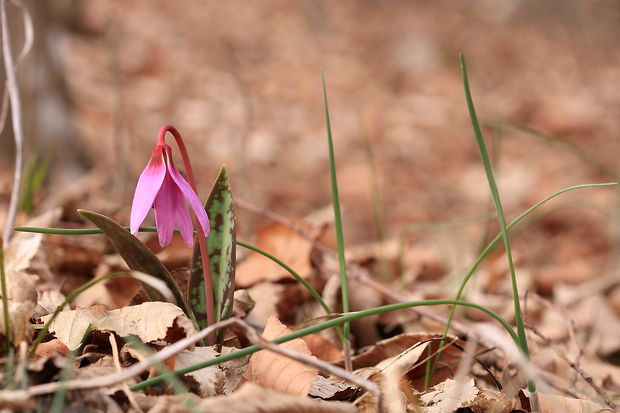 kandik psí Erythronium dens-canis L.