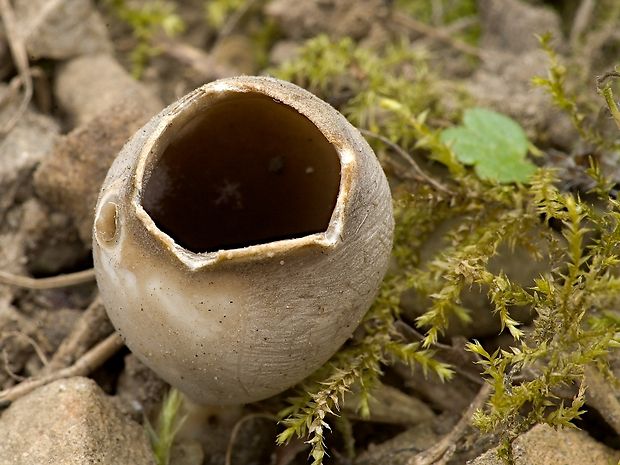 chriapač sosnový Helvella leucomelaena (Pers.) Nannf.