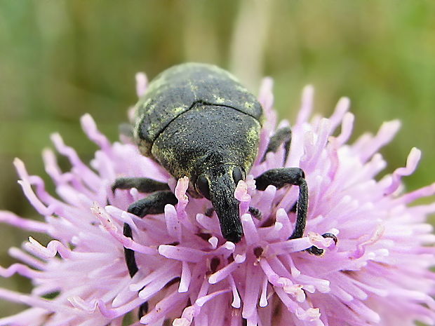 nosatec Larinus turbinatus