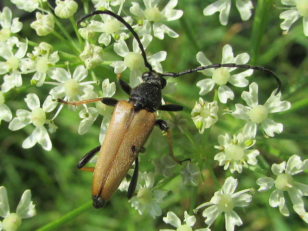 tesařík obecný Leptura rubra