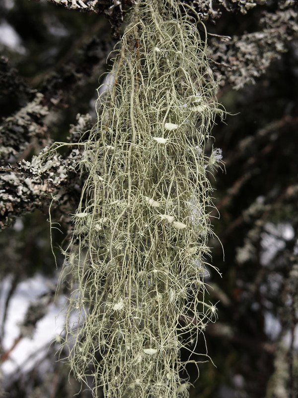 bradatec Usnea sp. Dill. ex Adans.