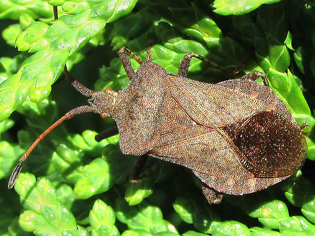 obrúbnica štiavová     Coreus marginatus