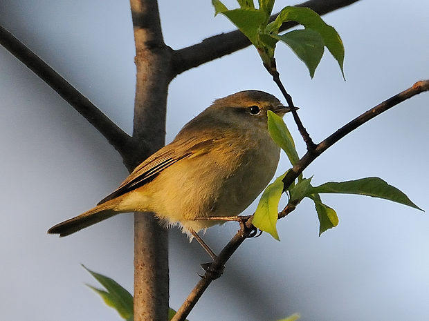 kolibkárik čipčavý Phylloscopus collybita