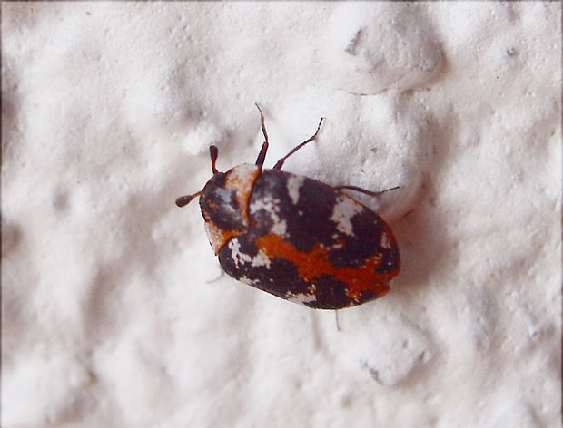 rušník Anthrenus scrophulariae  (Linnaeus, 1758)