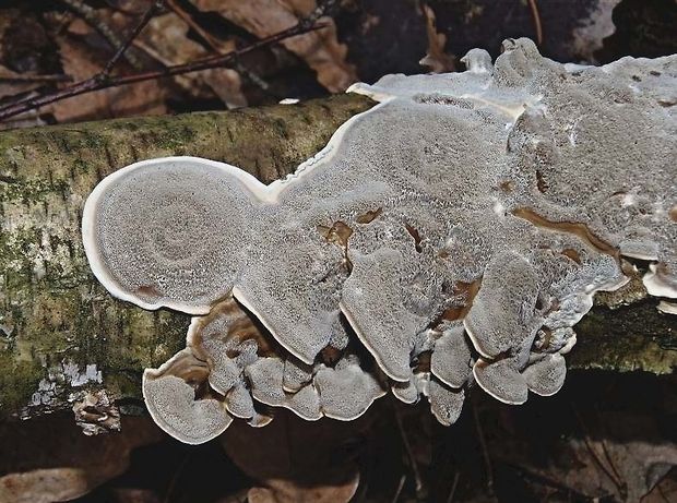 sivopórovka tmavá Bjerkandera adusta (Willd.) P. Karst.