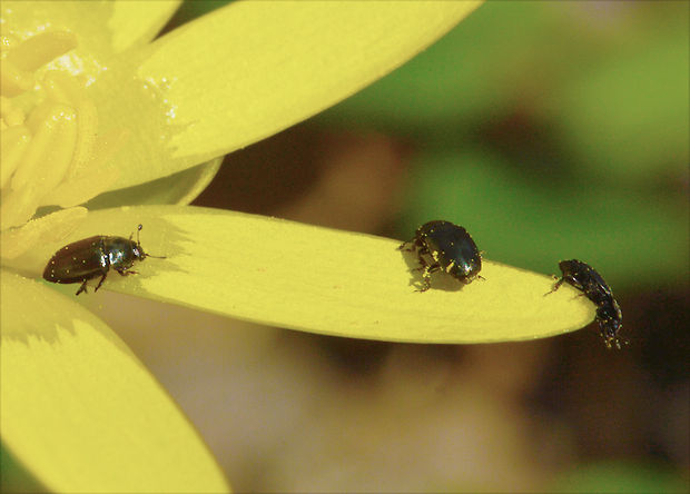 blyskáčik Brassicogethes aeneus  (Fabricius, 1775)