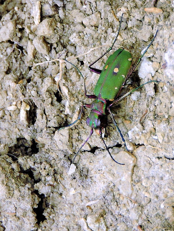 svižník poľný  Cicindela campestris