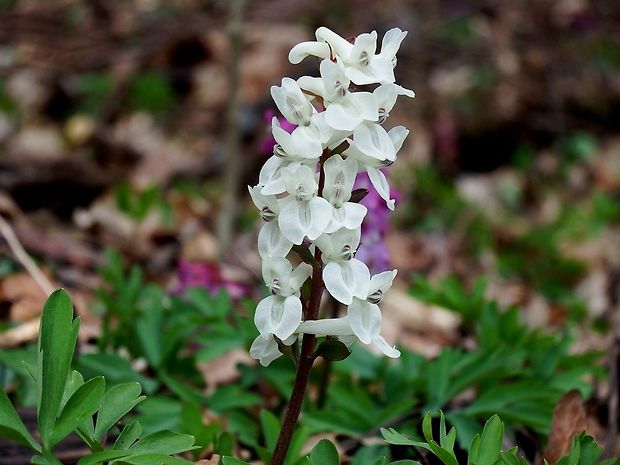 chochlačka dutá Corydalis cava (L.) Schweigg. et Körte