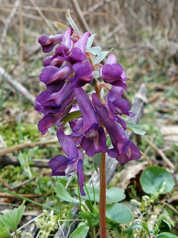 chochlačka plná Corydalis solida (L.) Clairv.