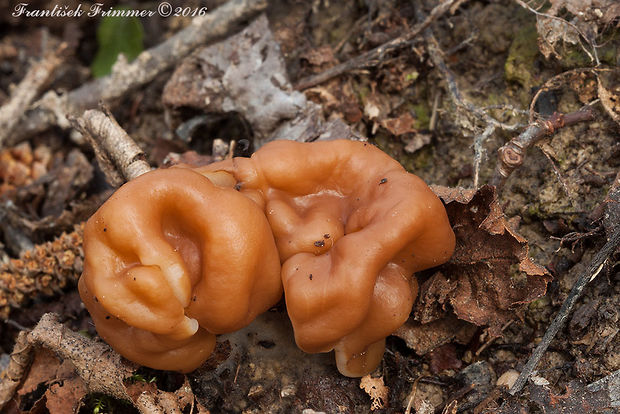 ušiak obrovský Gyromitra gigas (Krombh.) Cooke