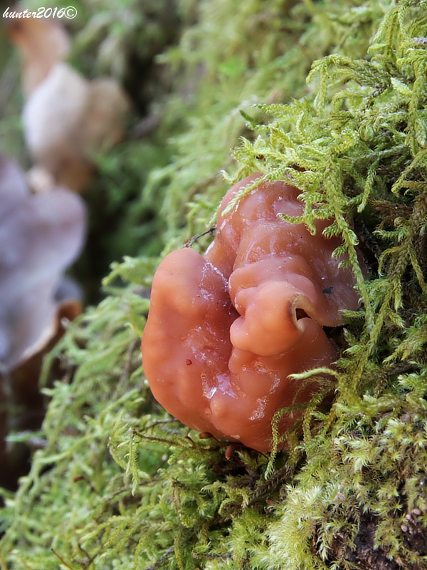 ušiak obrovský Gyromitra gigas (Krombh.) Cooke