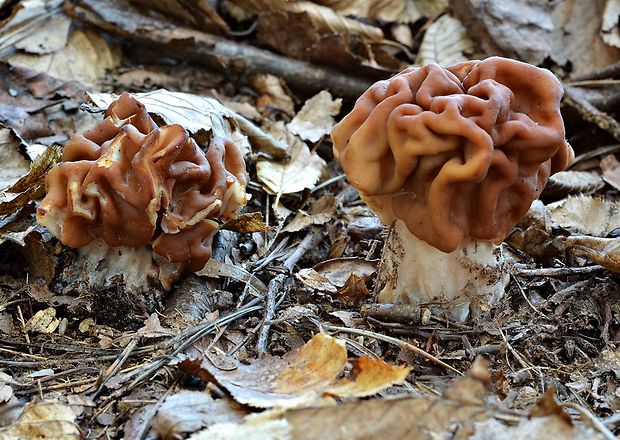 ušiak obrovský Gyromitra gigas (Krombh.) Cooke