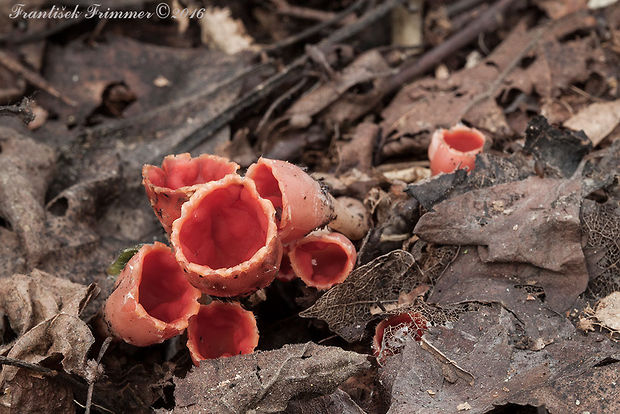 ohnivček zimný Microstoma protractum (Fr.) Kanouse