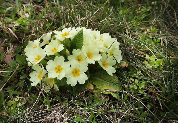 prvosienka bezbyľová Primula acaulis (L.) L.