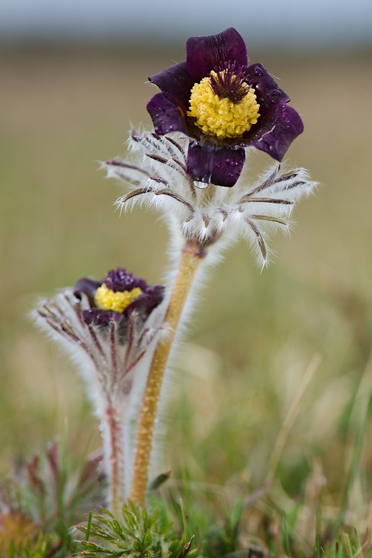 poniklec lúčny český Pulsatilla pratensis subsp. nigricans