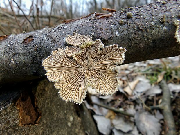 klanolupeňovka obyčajná Schizophyllum commune Fr.