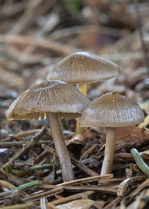 peniazočka smreková Strobilurus esculentus (Wulfen) Singer