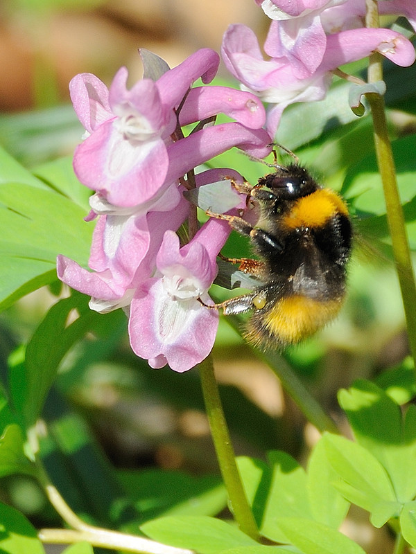 čmeľ zemný Bombus terrestris