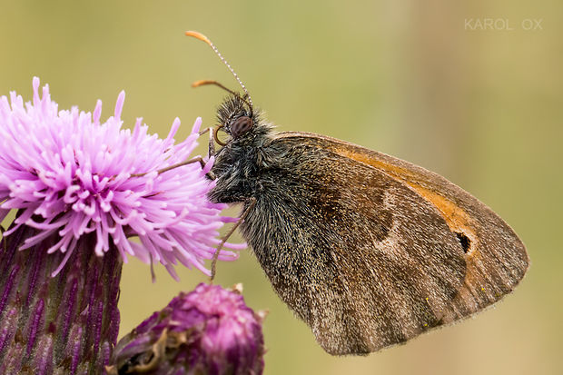 očkáň pohánkový Coenonympha pamphilus