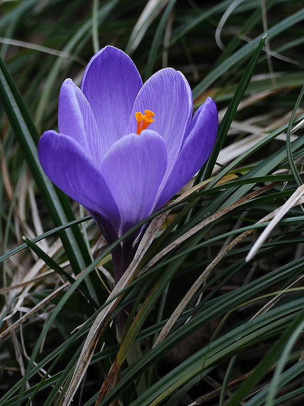 šafran Crocus sp.