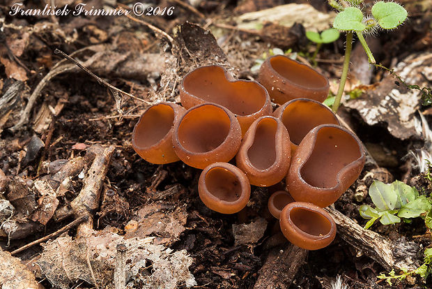 hľuznatka veternicová Dumontinia tuberosa (Bull.) L.M. Kohn