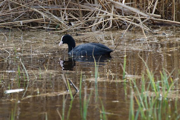 lyska čierna Fulica atra