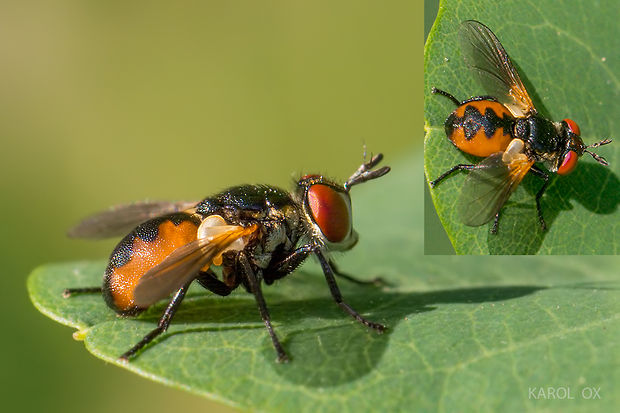 bystruša Gymnosoma sp.