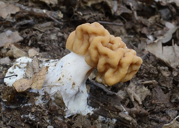 ušiak obrovský Gyromitra gigas (Krombh.) Cooke