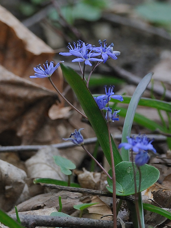 scila severná Scilla drunensis (Speta) Speta