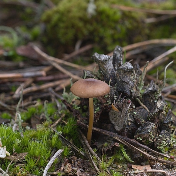 peniazočka Strobilurus sp.