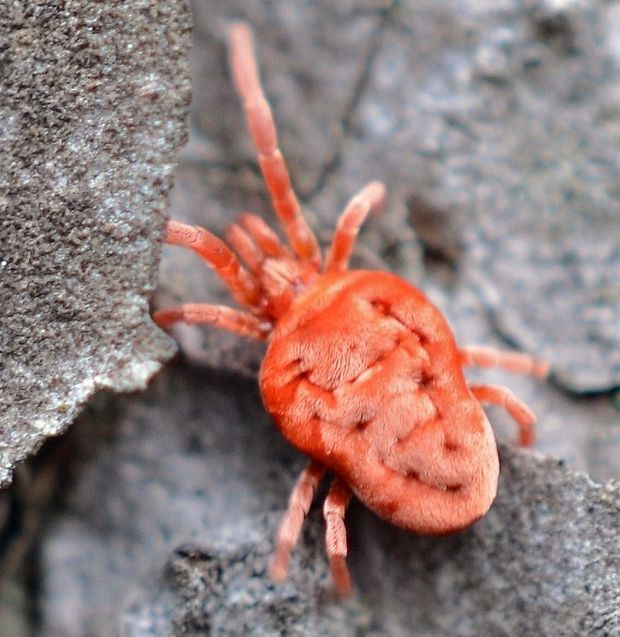 roztočnik červený. Trombidium holosericeum