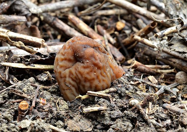 smrčkovec náprstkovitý vráskavý Verpa conica var. cerebriformis (J. Moravec et Svrček) Šebek