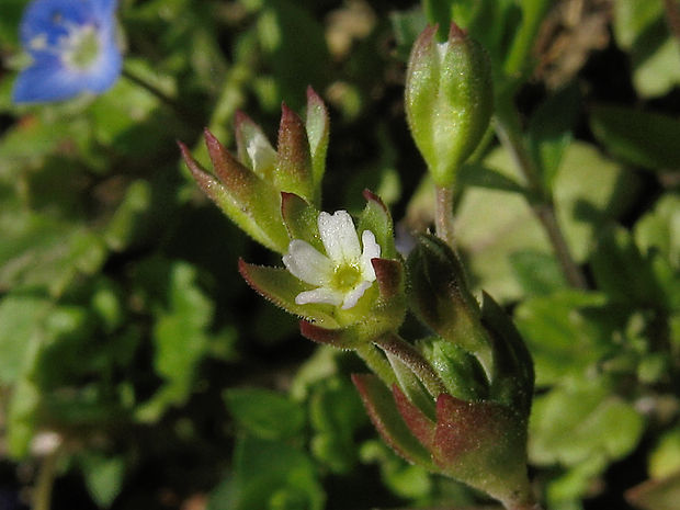 pochybok dlhostopkatý Androsace elongata L.