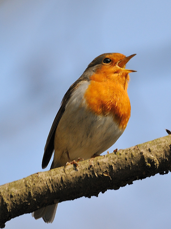 slavik červienka Erithacus rubecula