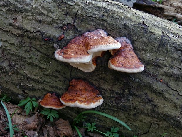 práchnovček pásikavý Fomitopsis pinicola (Sw.) P. Karst.