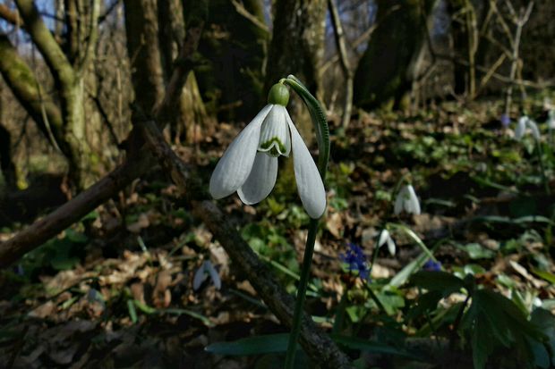 snežienka jarná Galanthus nivalis L.