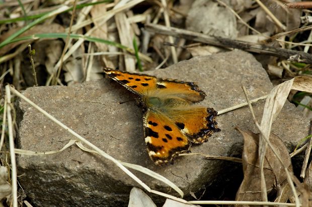 babôčka brestová Nymphalis polychloros