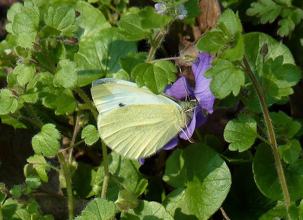 mlynárik repový Pieris rapae