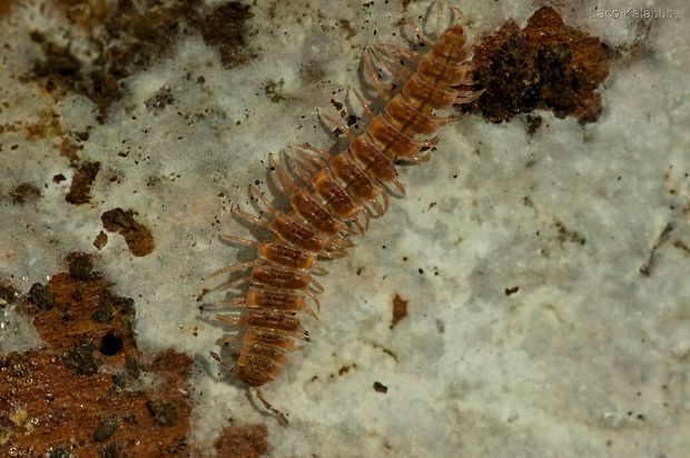 mnohonôžka  Polydesmus sp.