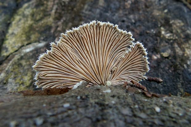 klanolupeňovka obyčajná Schizophyllum commune Fr.