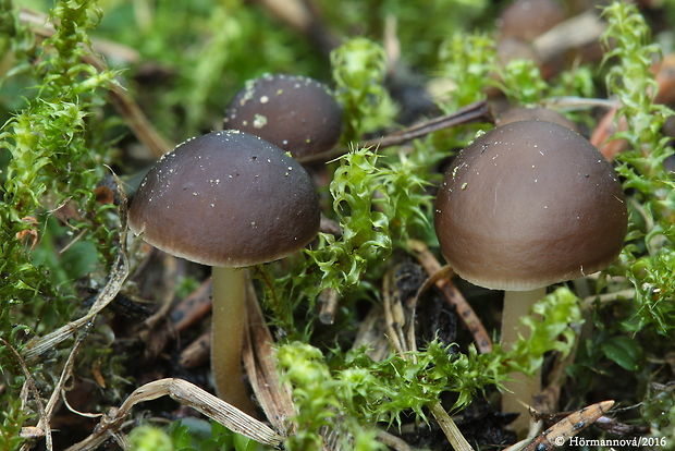 peniazočka smreková Strobilurus esculentus (Wulfen) Singer