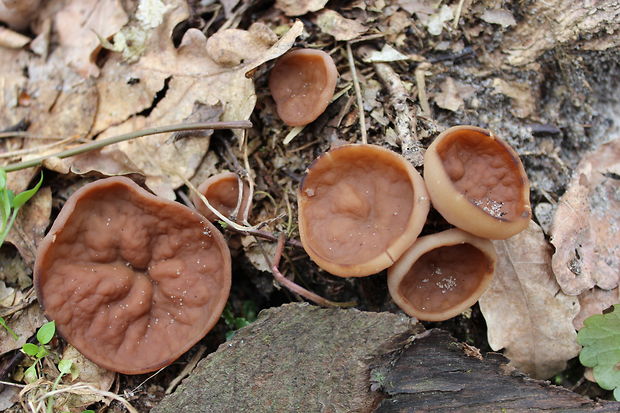 discinka Discina sp.