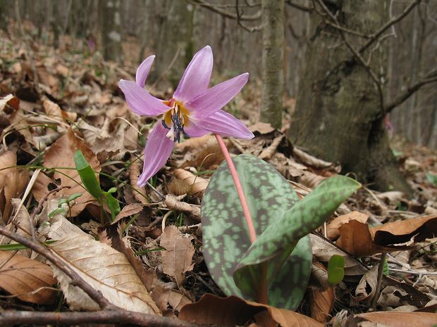 kandik psí Erythronium dens-canis L.